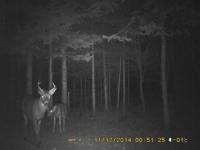 Chevreuil et cerf sur les terres  louer 02