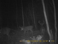 Chevreuil et cerf sur les terres  louer 03