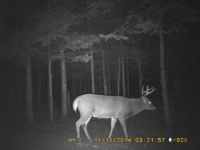 Chevreuil et cerf sur les terres  louer 04