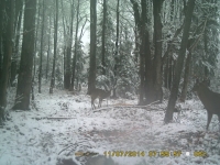 Chevreuil et cerf sur les terres  louer 05