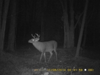 Chevreuil et cerf sur les terres  louer 07