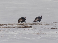 Chasse au dindon sauvage 03