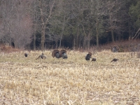 Chasse au dindon sauvage 04